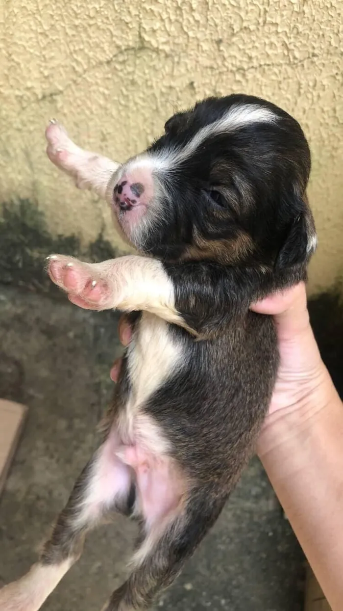 Cachorro raça SRD-ViraLata idade Abaixo de 2 meses nome pretinho 