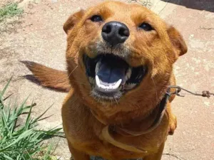 Cachorro raça Chow Chow idade 5 anos nome Amora