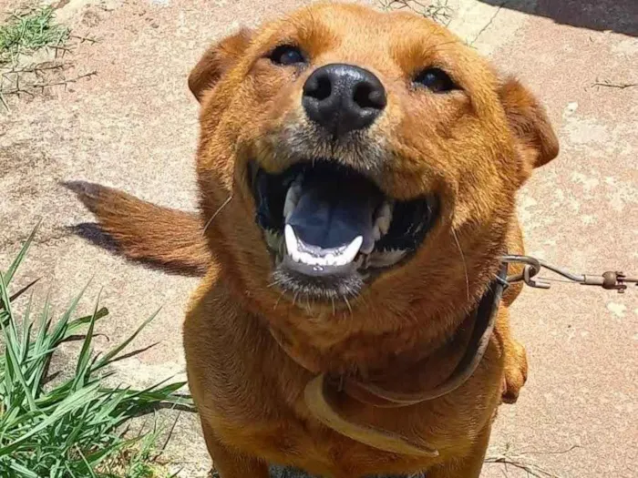 Cachorro raça Chow Chow idade 5 anos nome Amora