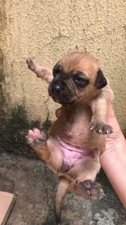 Cachorro raça SRD-ViraLata idade Abaixo de 2 meses nome cacau??