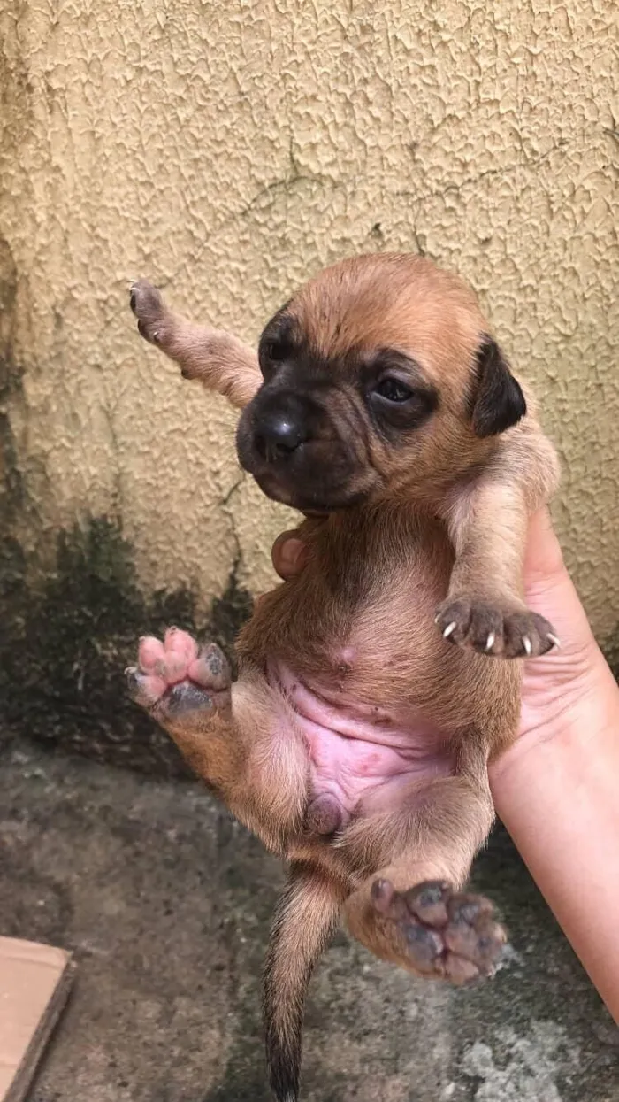 Cachorro raça SRD-ViraLata idade Abaixo de 2 meses nome cacau