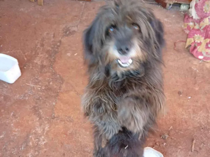 Cachorro raça Shitzu idade 3 anos nome Dieize