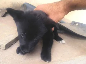 Cachorro raça SRD-ViraLata idade Abaixo de 2 meses nome 4 Cachorrinhos fofos, mas não posso ficar com eles.
