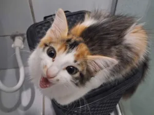 Gato raça SRD-ViraLata idade 2 a 6 meses nome Paçoquinha