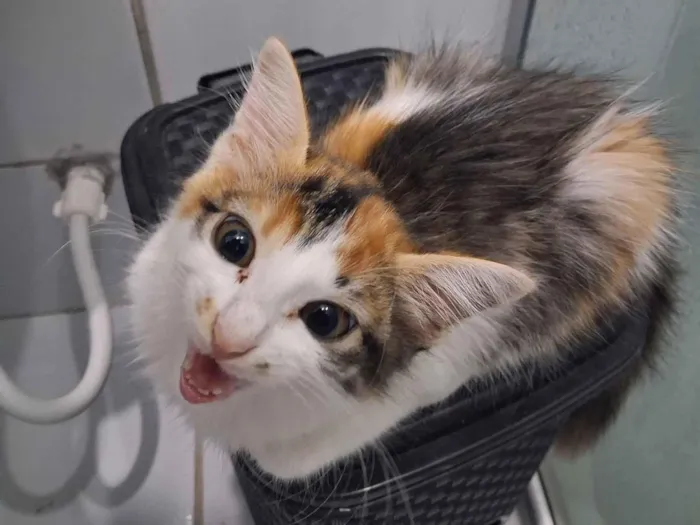 Gato raça SRD-ViraLata idade 2 a 6 meses nome Paçoquinha