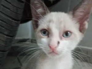 Gato raça SRD-ViraLata idade 2 a 6 meses nome Leo 