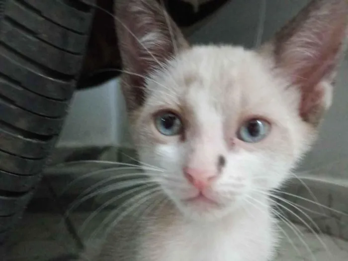 Gato raça SRD-ViraLata idade 2 a 6 meses nome Leo 