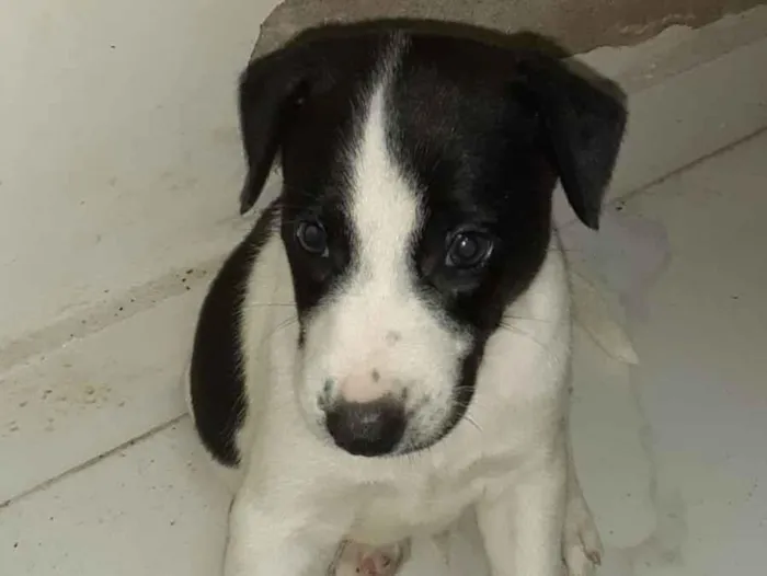 Cachorro raça SRD-ViraLata idade Abaixo de 2 meses nome Max