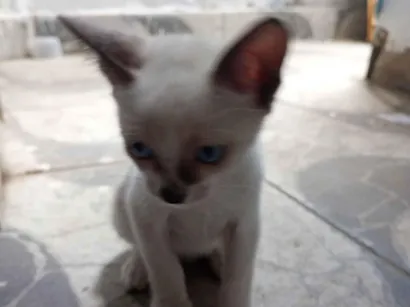 Gato raça SRD-ViraLata idade 2 a 6 meses nome Nick