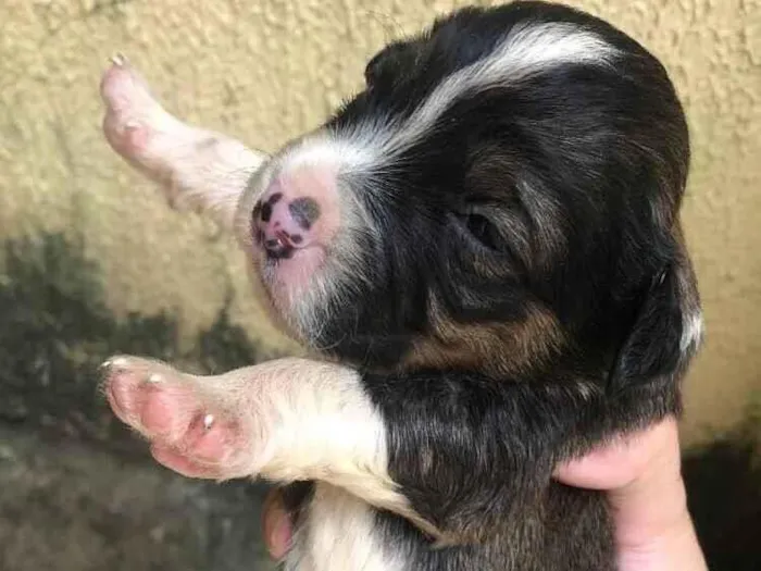 Cachorro raça SRD-ViraLata idade Abaixo de 2 meses nome pretinho 