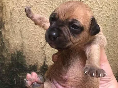 Cachorro raça SRD-ViraLata idade Abaixo de 2 meses nome cacau??