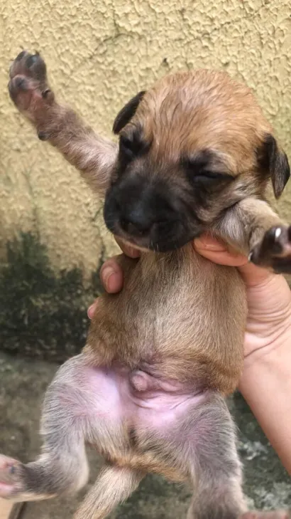 Cachorro raça SRD-ViraLata idade Abaixo de 2 meses nome quindim 