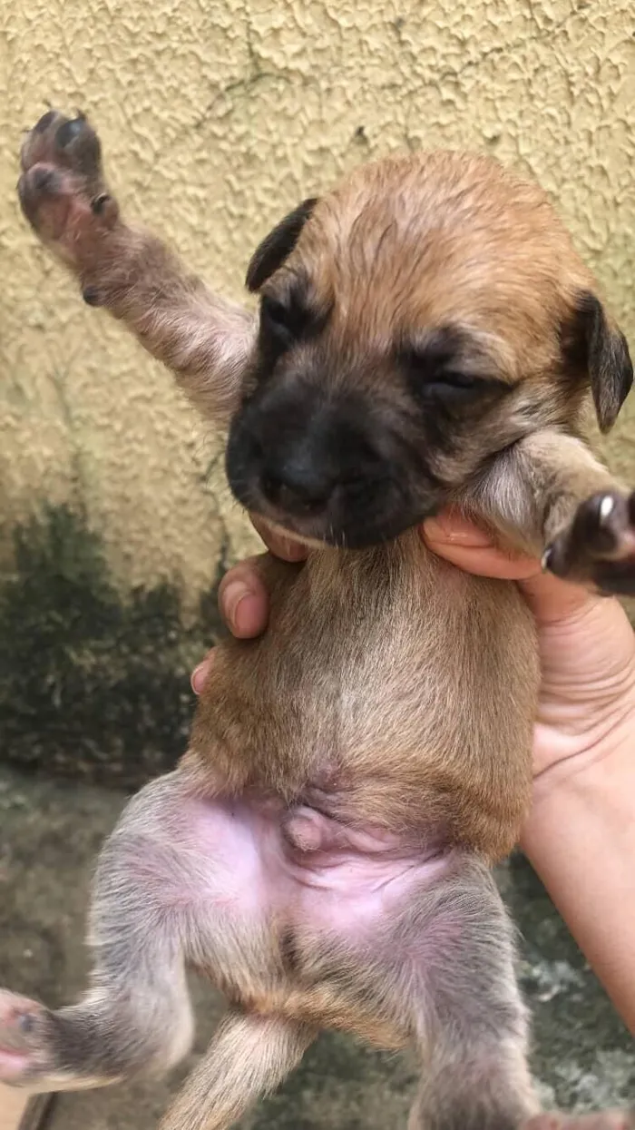 Cachorro raça SRD-ViraLata idade Abaixo de 2 meses nome quindim 