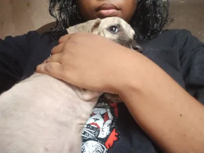 Cachorro raça Yorkshire idade 2 a 6 meses nome floflor