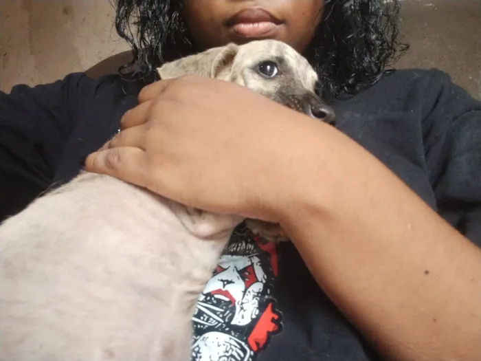 Cachorro raça Yorkshire idade 2 a 6 meses nome floflor