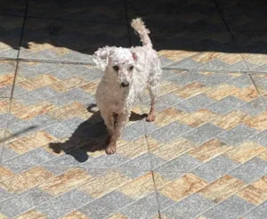 Cachorro raça Poodle idade 6 ou mais anos nome Lua