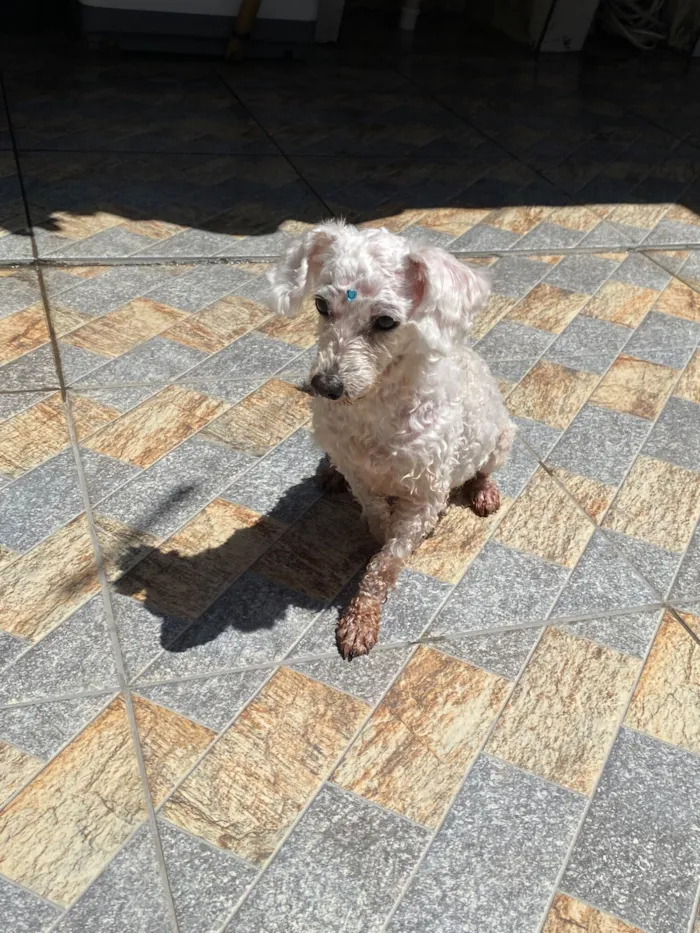 Cachorro raça Poodle idade 6 ou mais anos nome Lua