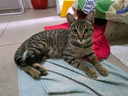 Gato raça SRD-ViraLata idade 7 a 11 meses nome Shakira 