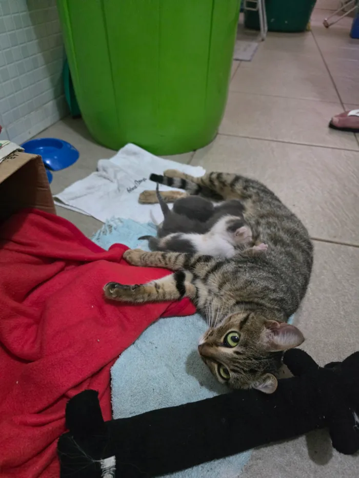 Gato raça SRD-ViraLata idade 7 a 11 meses nome Shakira 