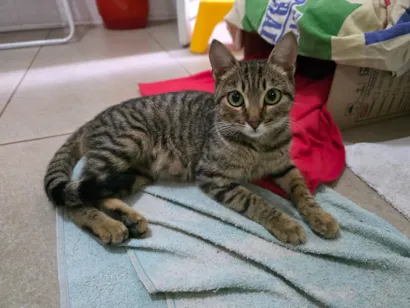 Gato raça SRD-ViraLata idade 7 a 11 meses nome Shakira 