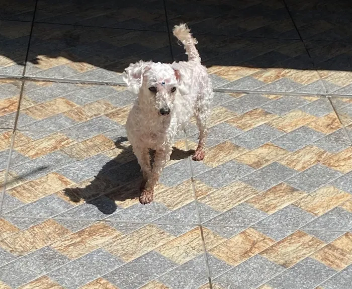 Cachorro raça Poodle idade 6 ou mais anos nome Lua Lulu 