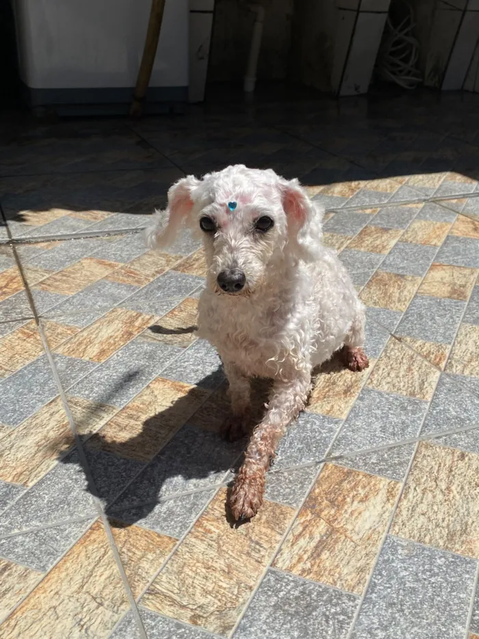 Cachorro raça Poodle idade 6 ou mais anos nome Lua Lulu 