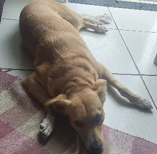 Cachorro raça SRD-ViraLata idade 2 anos nome Maya