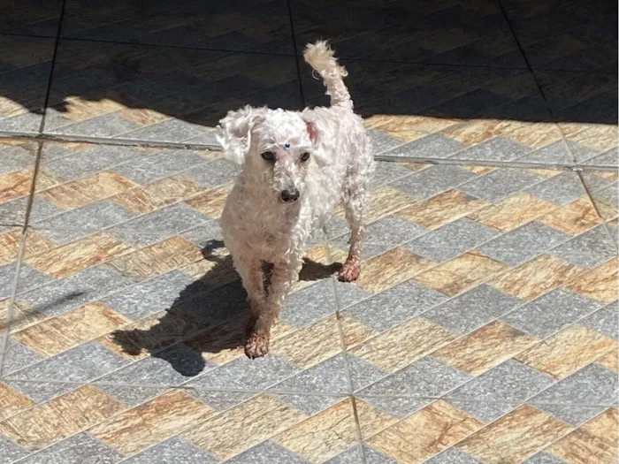 Cachorro raça Poodle idade 6 ou mais anos nome Lua Lulu 