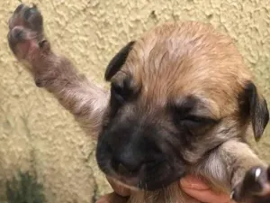 Cachorro raça SRD-ViraLata idade Abaixo de 2 meses nome quindim 