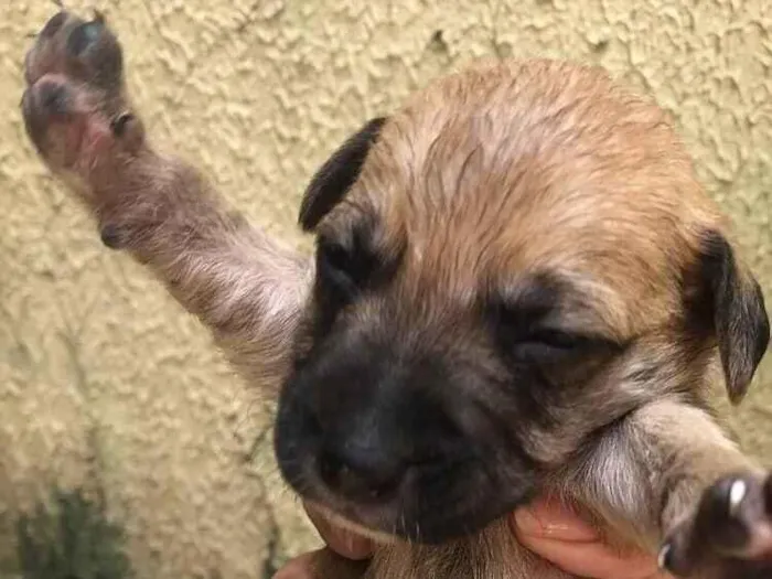 Cachorro raça SRD-ViraLata idade Abaixo de 2 meses nome quindim 