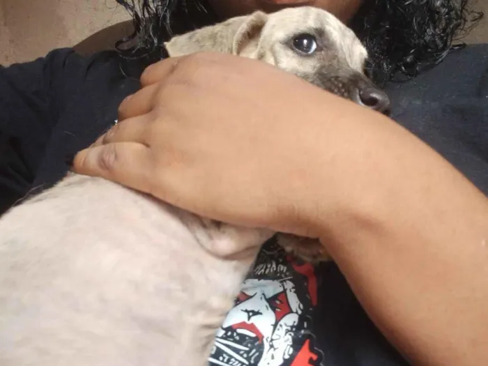 Cachorro raça Yorkshire idade 2 a 6 meses nome floflor
