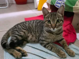 Gato raça SRD-ViraLata idade 7 a 11 meses nome Shakira 