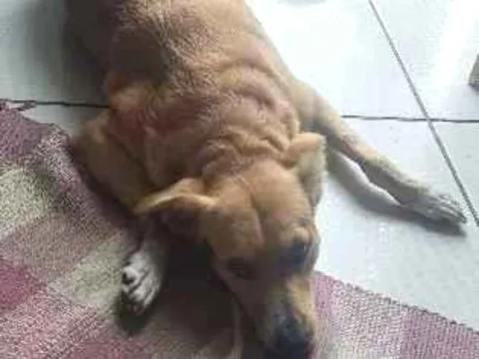 Cachorro raça SRD-ViraLata idade 4 anos nome Maya
