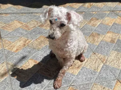 Cachorro raça Poodle idade 6 ou mais anos nome Lua Lulu 