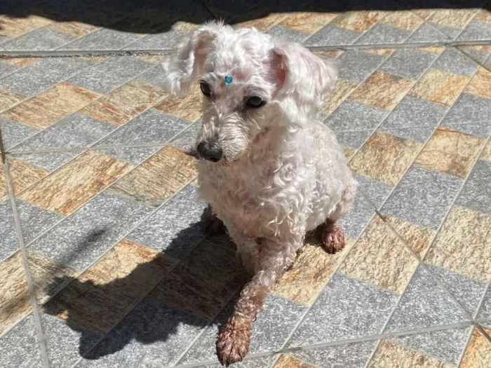 Cachorro raça Poodle idade 6 ou mais anos nome Lua Lulu 