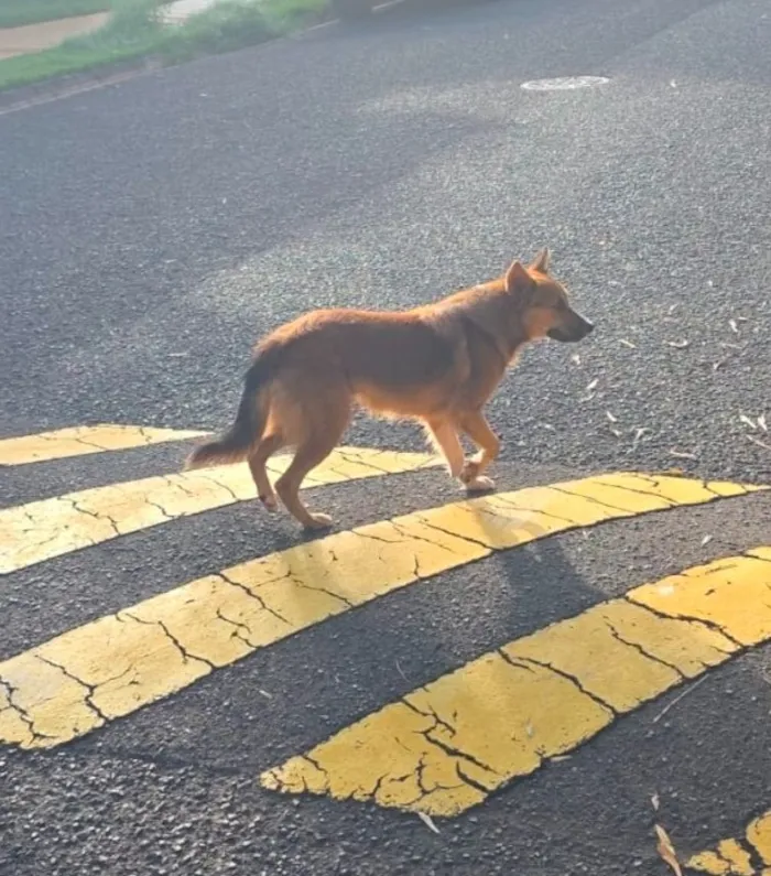 Cachorro raça SRD-ViraLata idade 1 ano nome Desconhecido