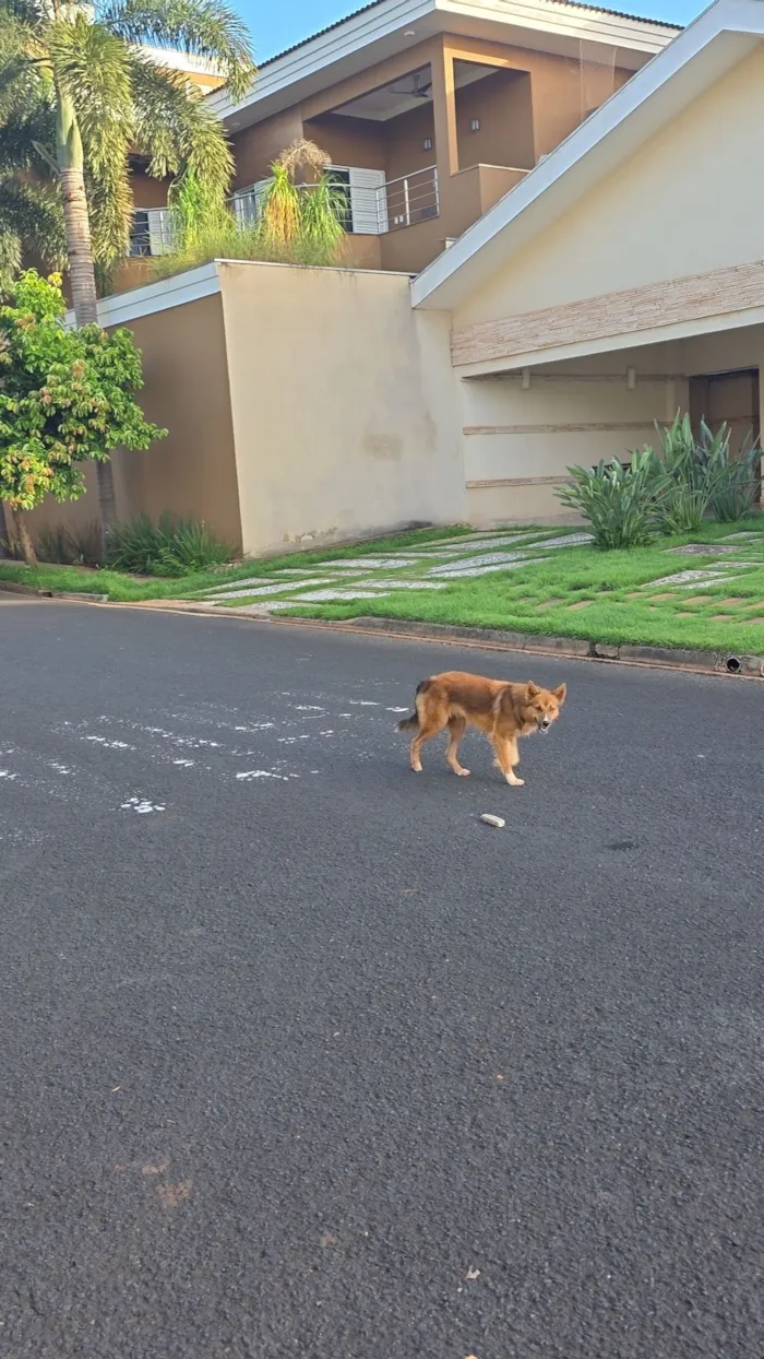 Cachorro raça SRD-ViraLata idade 1 ano nome Desconhecido
