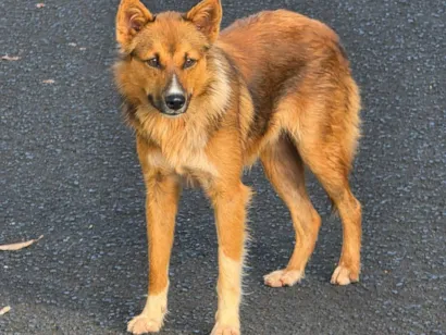 Cachorro raça SRD-ViraLata idade 1 ano nome Desconhecido