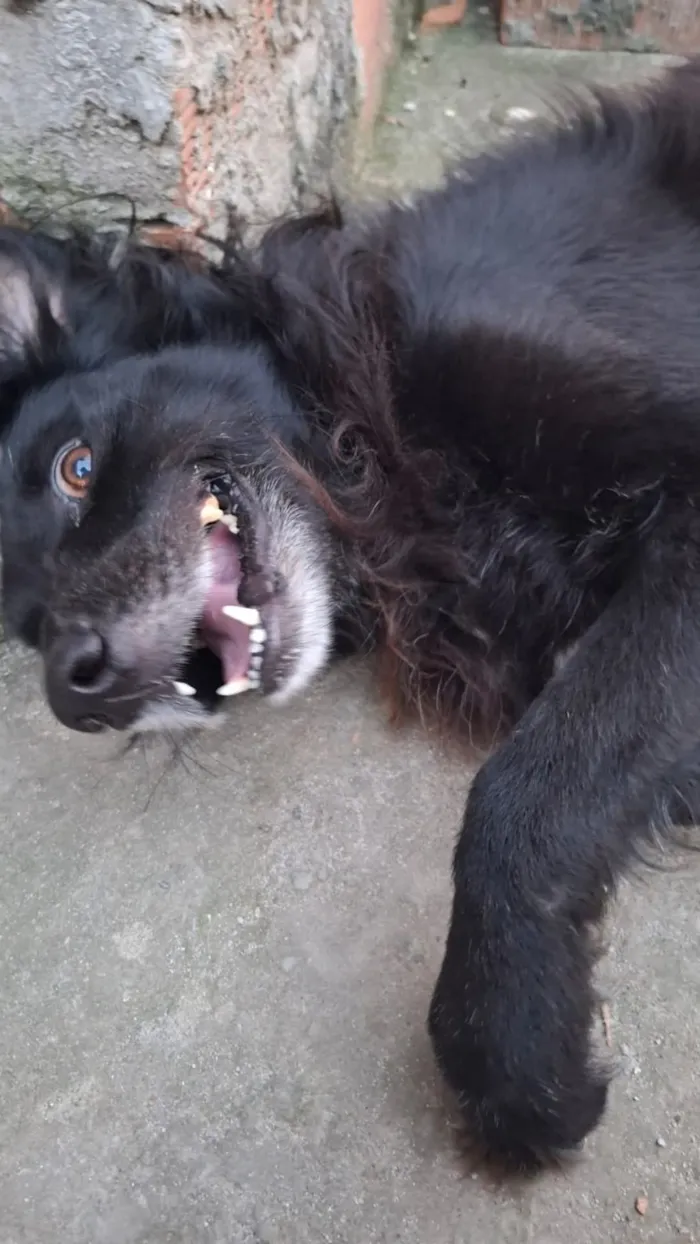 Cachorro raça SRD-ViraLata idade 5 anos nome shield