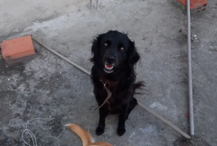 Cachorro raça SRD-ViraLata idade 5 anos nome shield