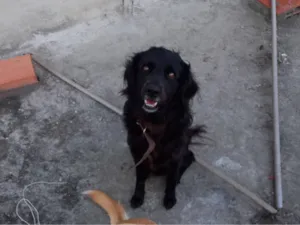 Cachorro raça SRD-ViraLata idade 5 anos nome Shield 