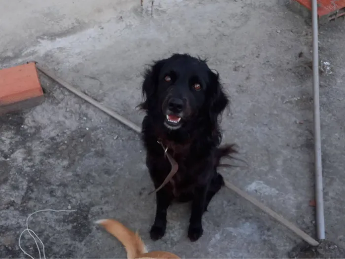 Cachorro raça SRD-ViraLata idade 5 anos nome Shield 