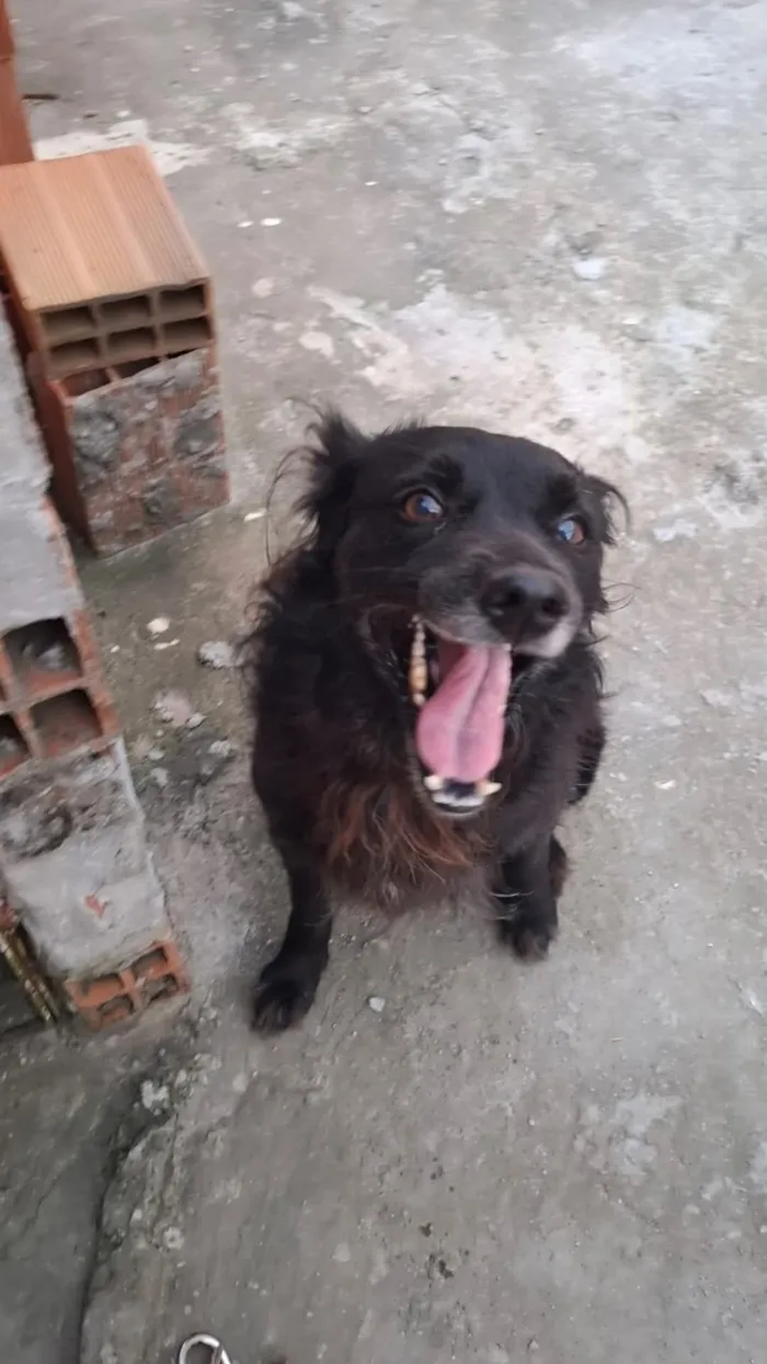 Cachorro raça SRD-ViraLata idade 5 anos nome Shield 