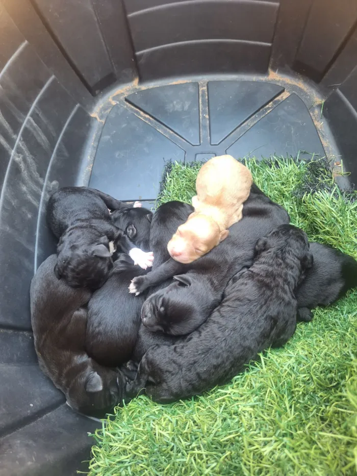 Cachorro raça SRD-ViraLata idade Abaixo de 2 meses nome Valdair de Freitas Rodrigues