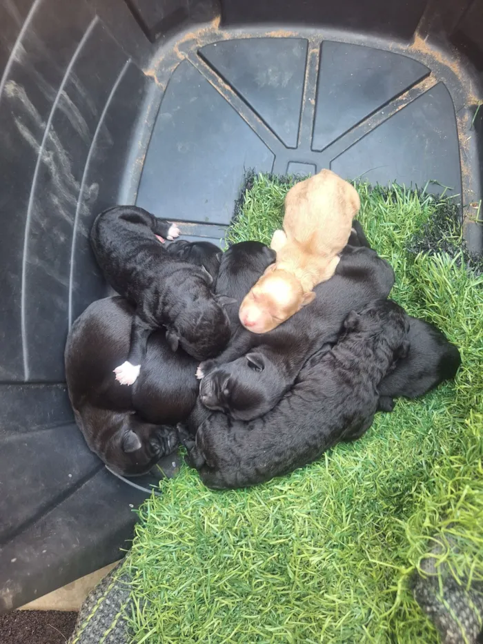 Cachorro raça SRD-ViraLata idade Abaixo de 2 meses nome Valdair de Freitas Rodrigues