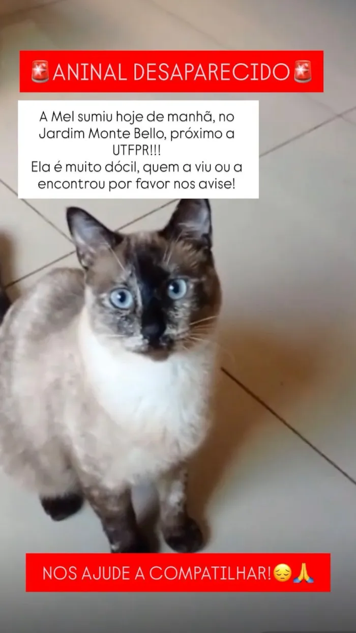 Gato raça Siamês idade 2 anos nome MEL