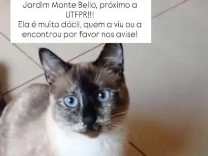 Gato raça Siamês idade 2 anos nome MEL