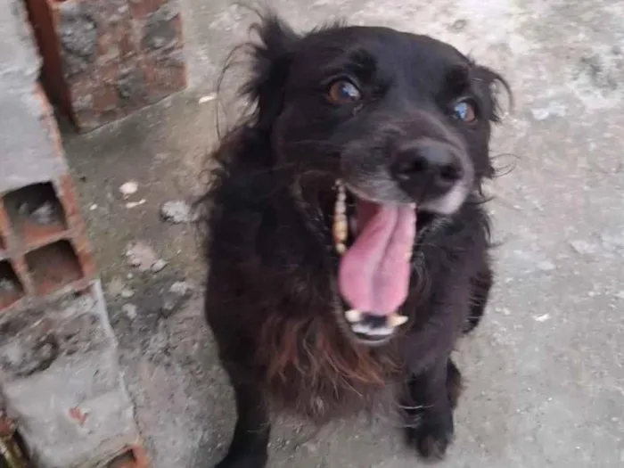 Cachorro raça SRD-ViraLata idade 5 anos nome shield