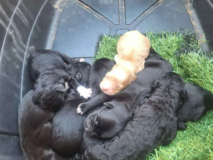 Cachorro raça SRD-ViraLata idade Abaixo de 2 meses nome Valdair de Freitas Rodrigues