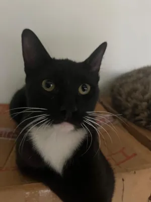 Gato raça SRD-ViraLata idade 1 ano nome Aureliano